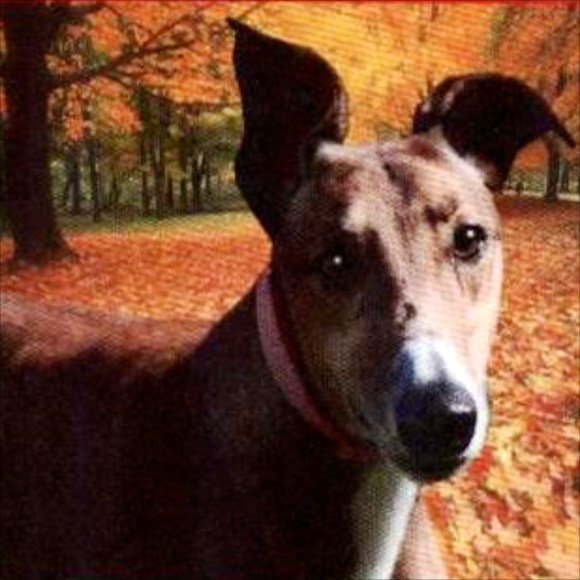 Dancing Bahama at her farm