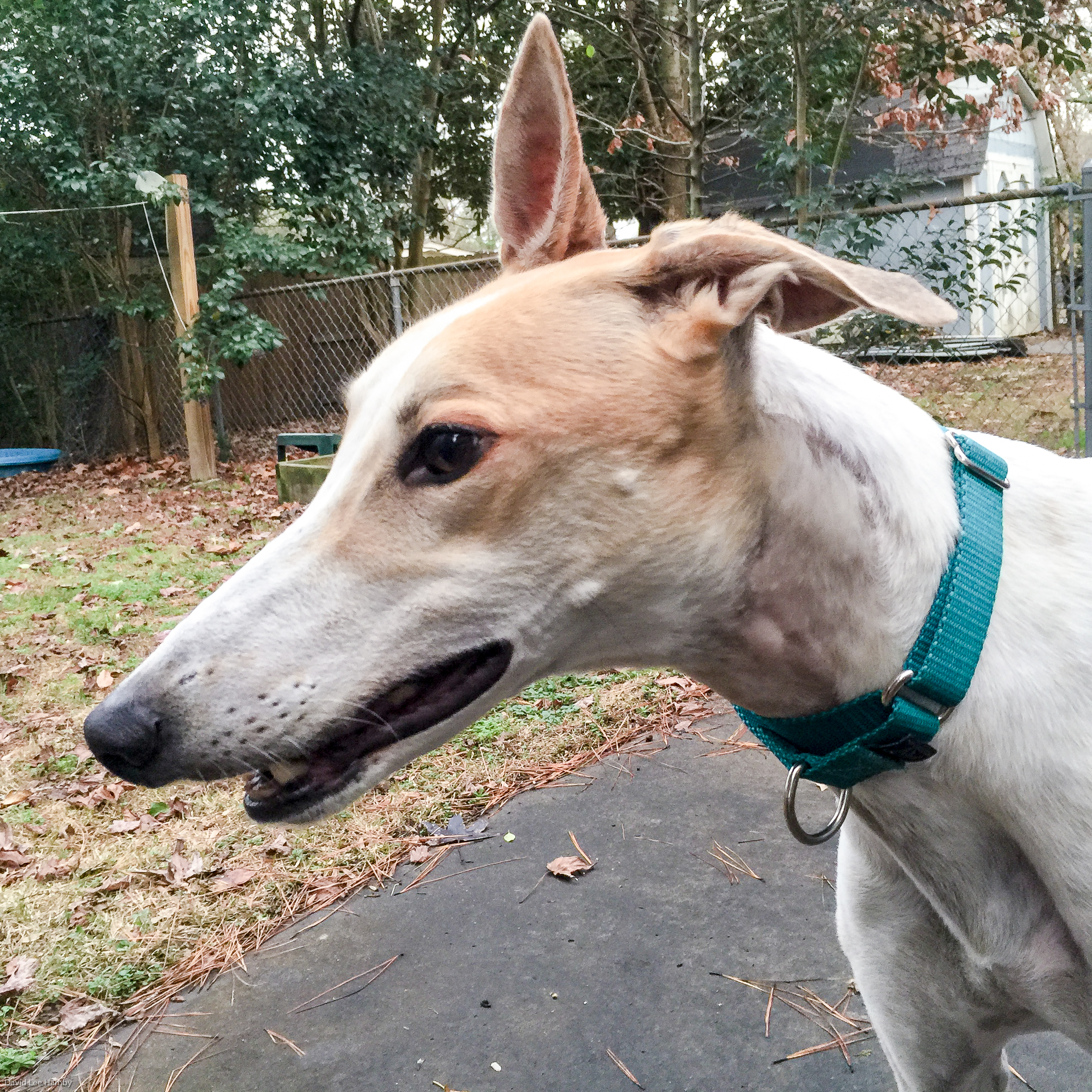 krash-greyhound-1-of-1