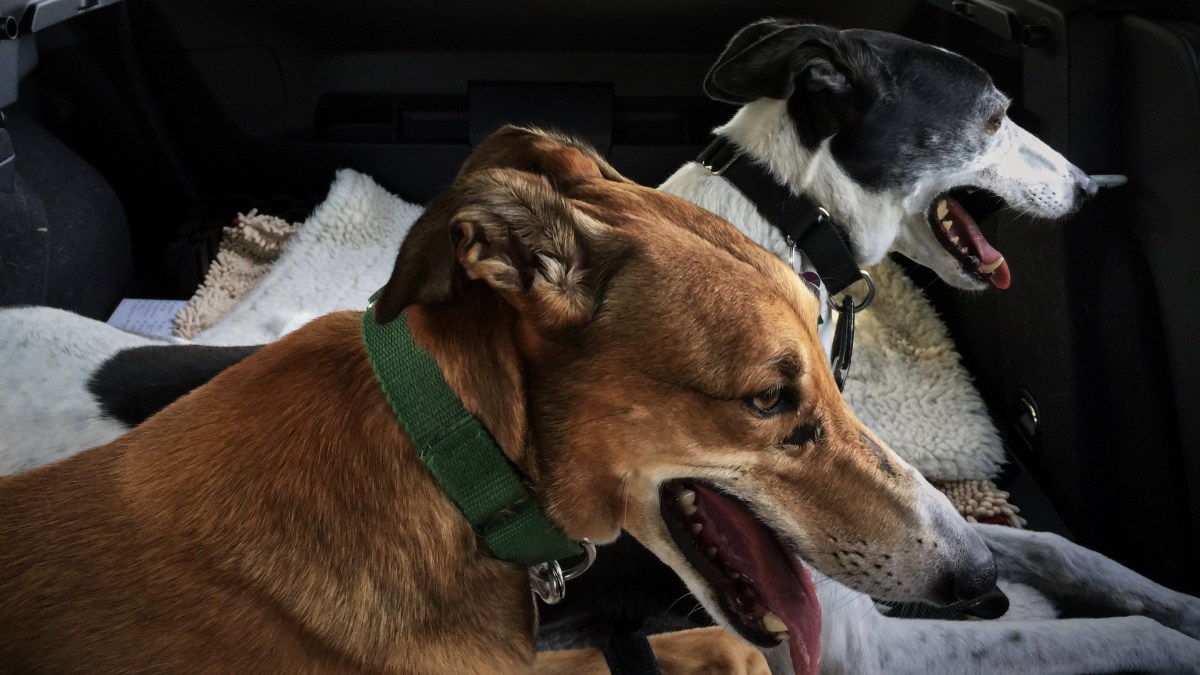 Nick and Missy in das auto in spring 2015