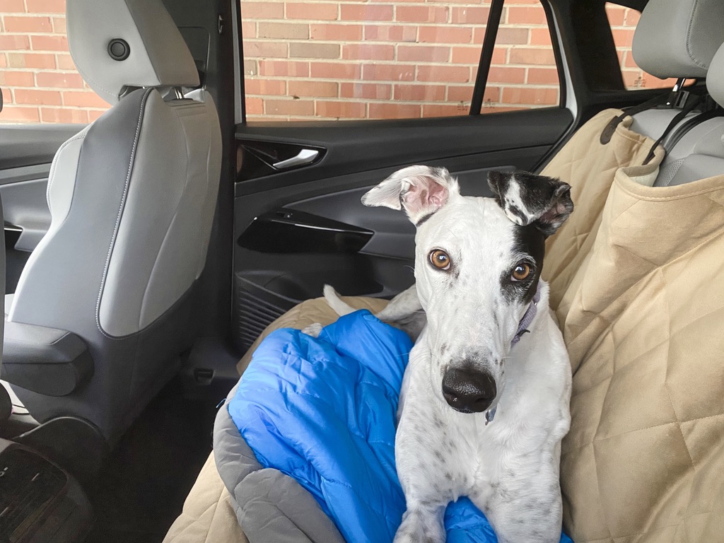 Rocky looking cute in the Millennium Falcon second row seating. Both Rocky and Missy fit but we have no photos of them. They share nicely.