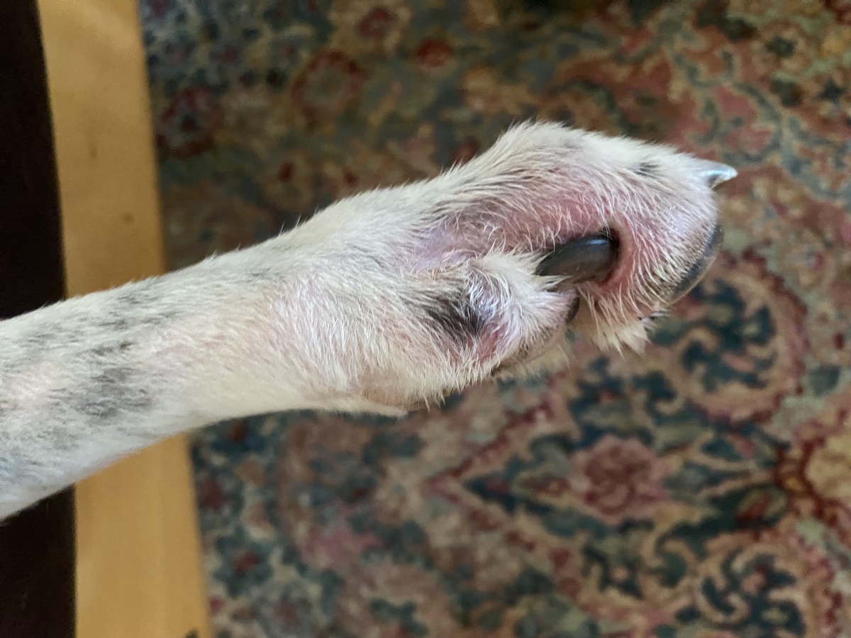 Greyhound rear foot showing a broken little toe and impingement on the adjacent toe.
