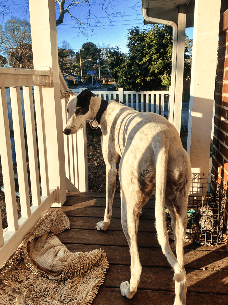  checks out the back garden
