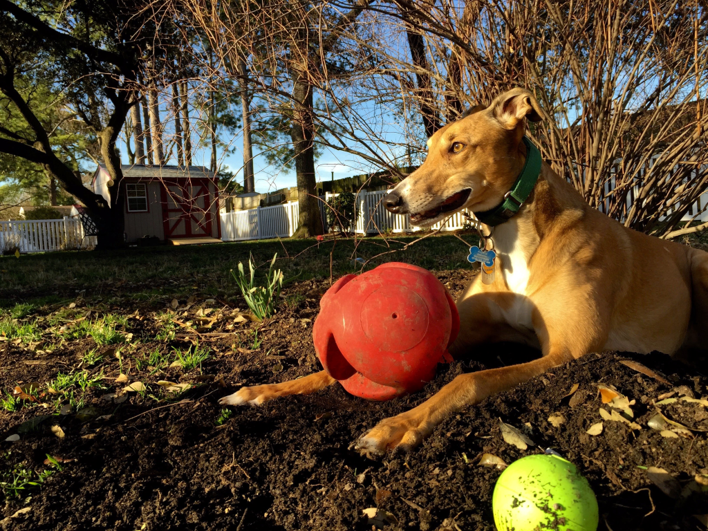 Red greyhound Missy with her ball  in 2015. 